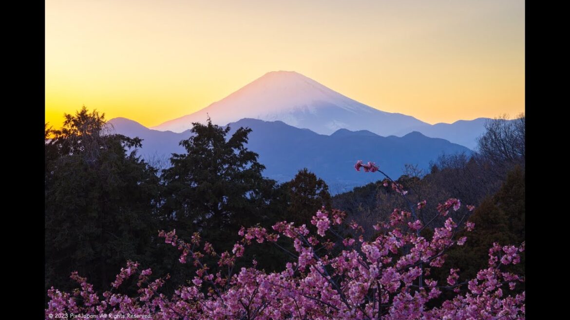 Landscape Photography: Early Blossoming Cherry Blossoms and Sunset Views of Mt. Fuji Landscape Photography: Early Blossoming Cherry Blossoms and Sunset Views of Mt. Fuji
