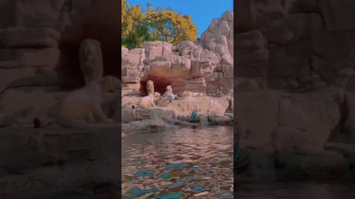 E ai cara .. disney part 2 #foryou #fypシ #japão #tokyo #brasil #fyp #disney #travel