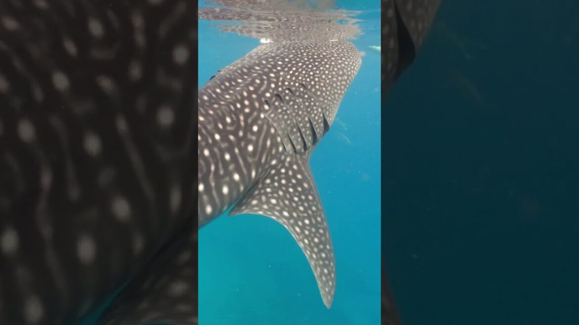 #bermuda Whale Watching Day!