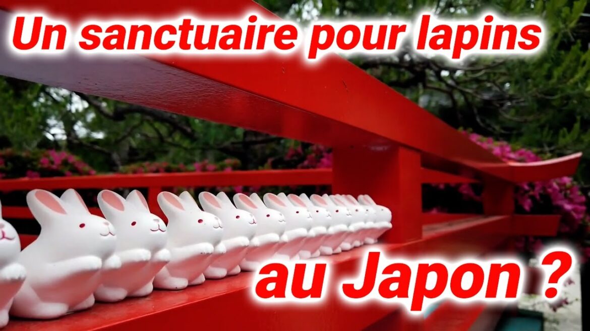 【Sanctuaire des lapins】Les lapins sont considérés comme des messagers des dieux.
