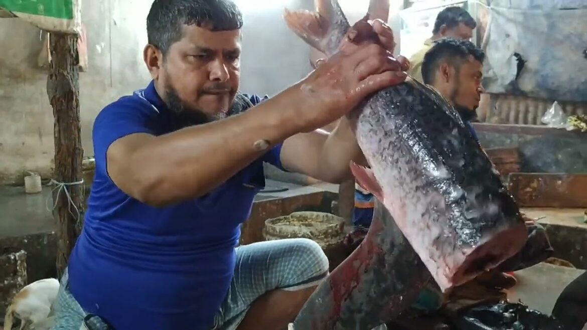 Big Fish Cutting In Bazar | How to Cutting Big Fish | Street food Bangladesh Big Fish Cutting In Bazar | How to Cutting Big Fish | Street food Bangladesh
