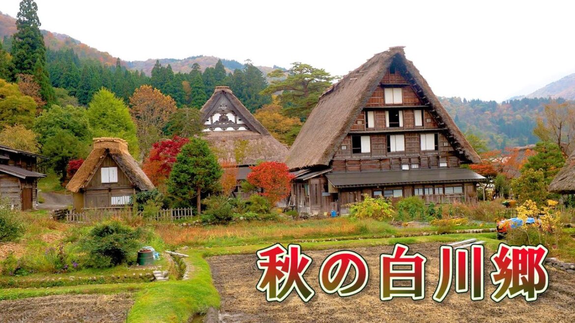 Autumn Colors in Shirakawa-go 2021. A World Heritage Site. #白川郷 #4K Autumn Colors in Shirakawa-go 2021. A World Heritage Site. #白川郷 #4K