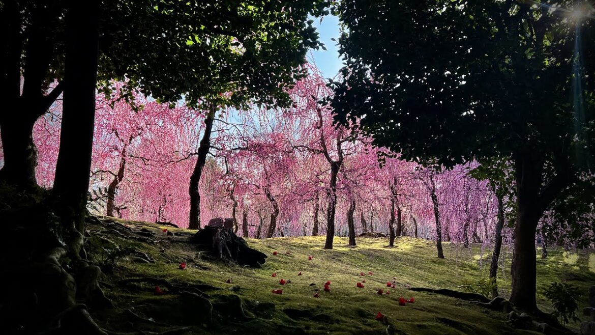 まるで異世界！京都の美しすぎる２大梅苑