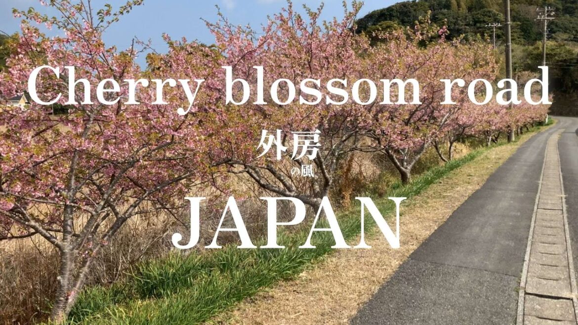 【3分フィルム】太東崎灯台下の桜のあぜ道