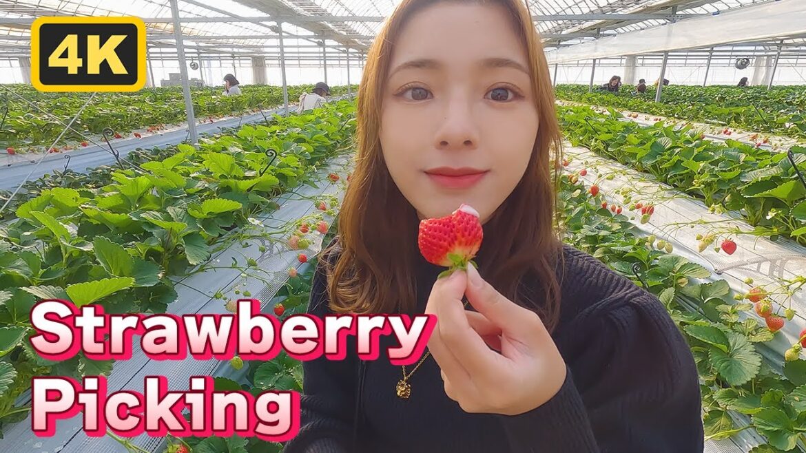 🍓The Best of Strawberry Farm in Saitama,Japan - Easily accessible from Tokyo! //いちご狩り🍓