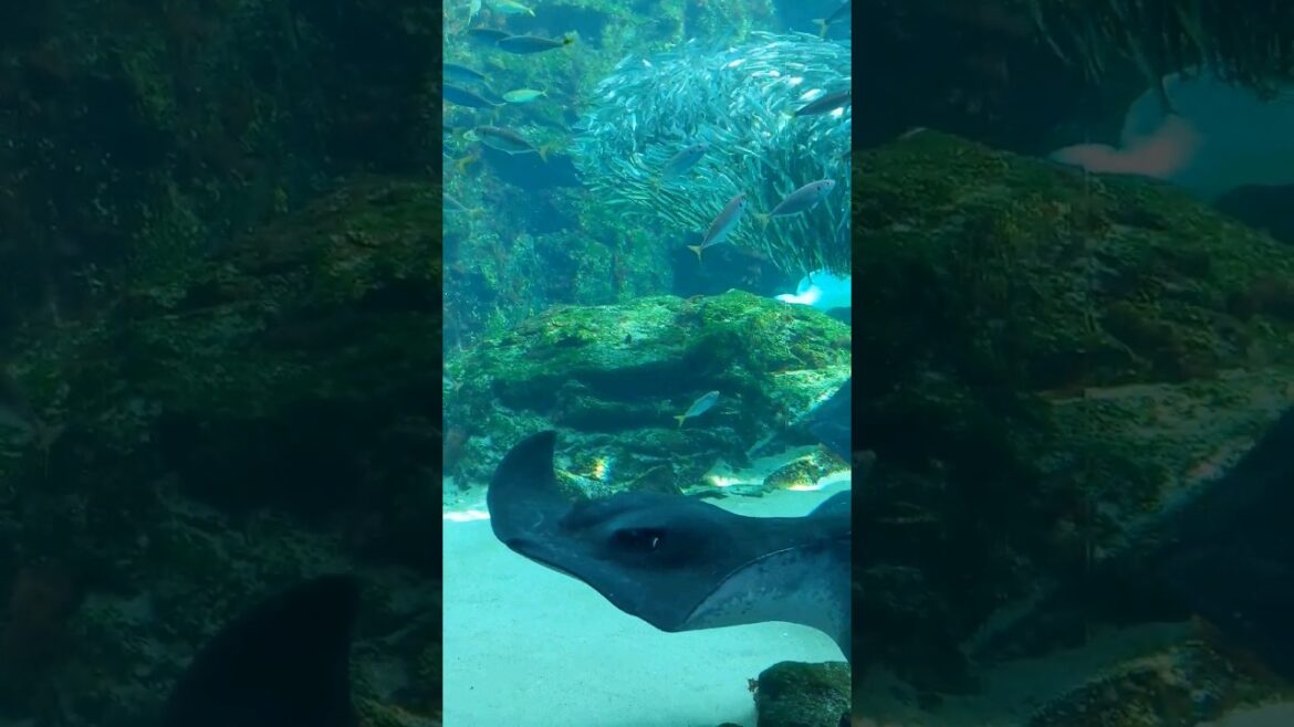 Experience the Sasebo Japan's Umikirara Aquarium!" #shorts #travel #japan #japantravel #aquarium