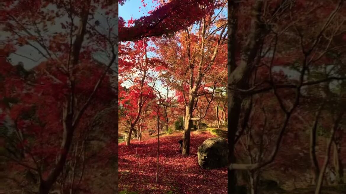 Autumn Kyoto Dreams ⛩🍁