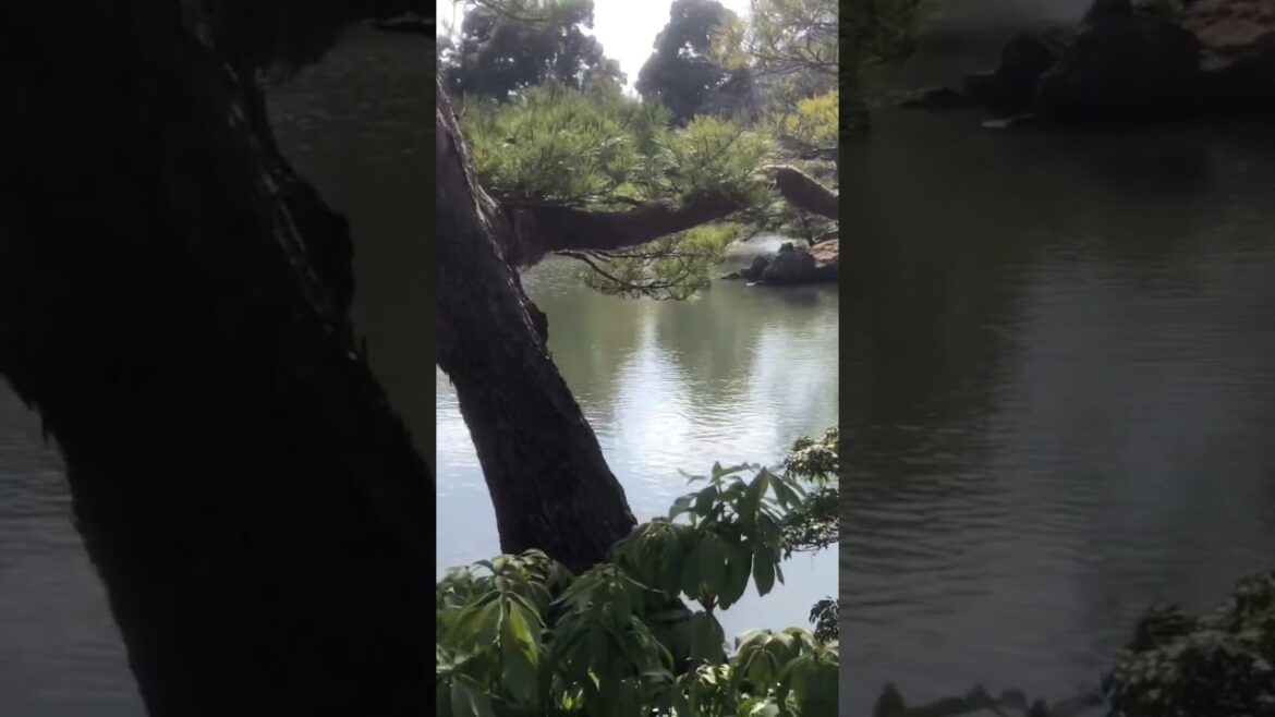 Golden Pavilion in Kyoto #shorts #travel #japan