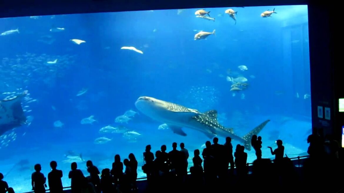 Okinawa Churaumi Aquarium - 2nd largest tank in the world [HD]