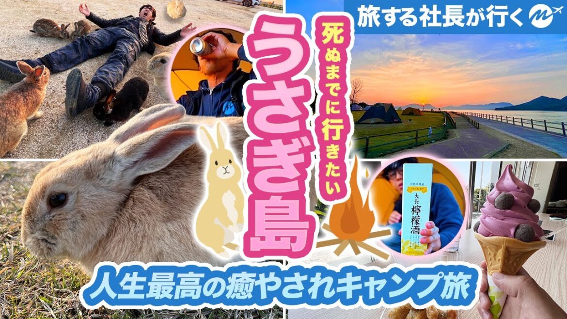 うさぎ島。日本地図から消された島。世界唯一500匹以上のうさぎが暮らす無人島の今が癒やされすぎて最高すぎた【1泊2日・広島・大久野島】 うさぎ島。日本地図から消された島。世界唯一500匹以上のうさぎが暮らす無人島の今が癒やされすぎて最高すぎた【1泊2日・広島・大久野島】