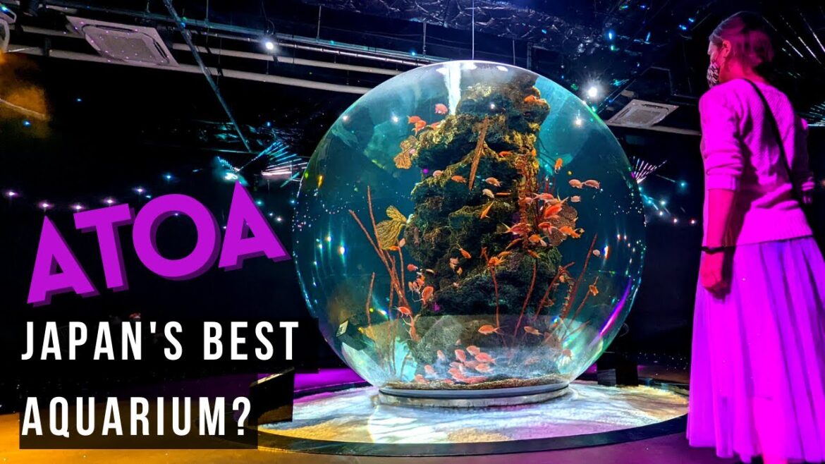 The BEST Aquarium In Japan That You’ve NEVER Heard Of | ATOA Aquarium x Art Kobe The BEST Aquarium In Japan That You've NEVER Heard Of | ATOA Aquarium x Art Kobe
