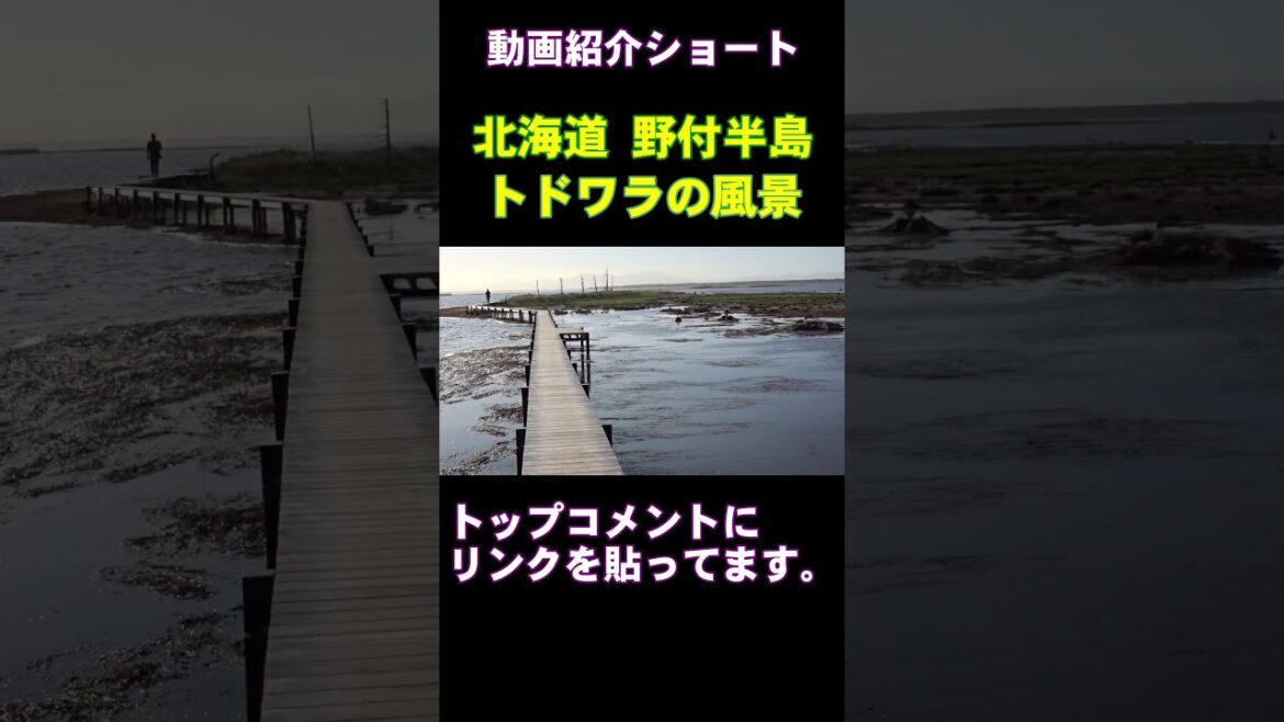 【動画紹介ショート】北海道 野付半島 トドワラの風景 #shorts #野付半島 #トドワラ #北海道 #hokkaido
