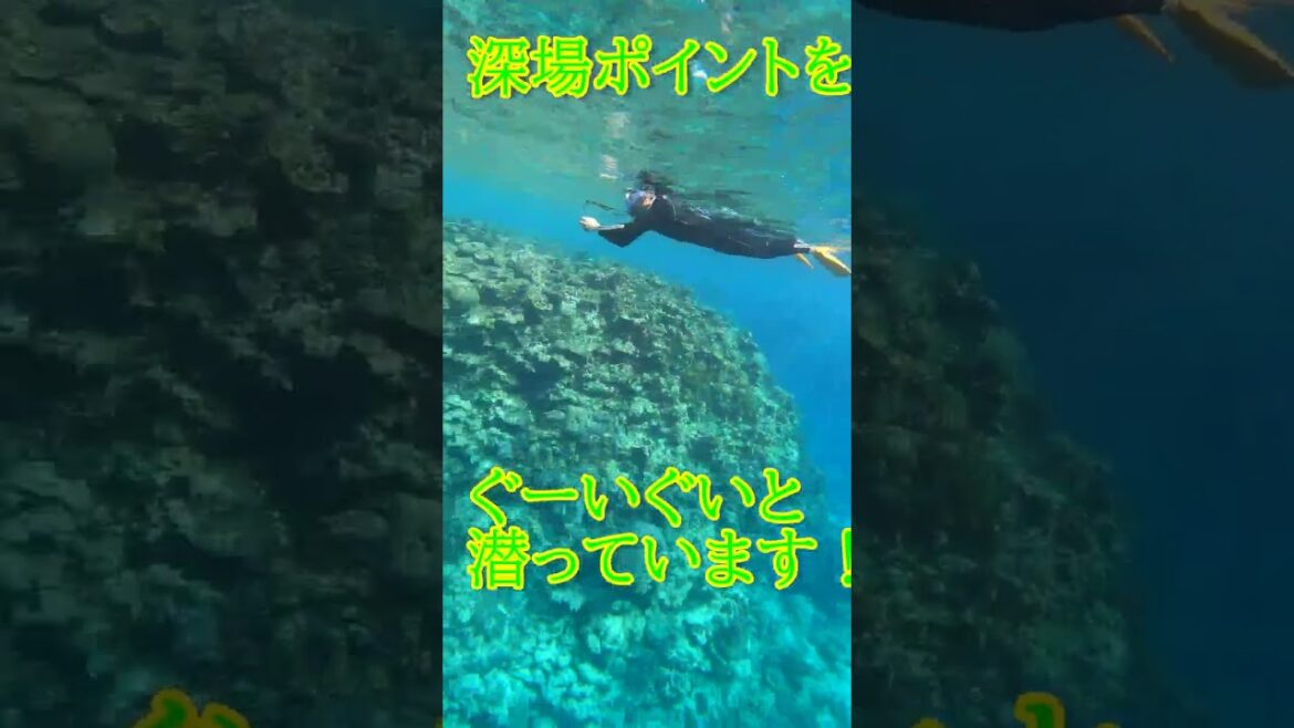 【石垣島】3月、卒業旅行で家族シュノーケリング♪思い出作りお任せください！3月4日　シュノーケルツアーの動画 #shorts