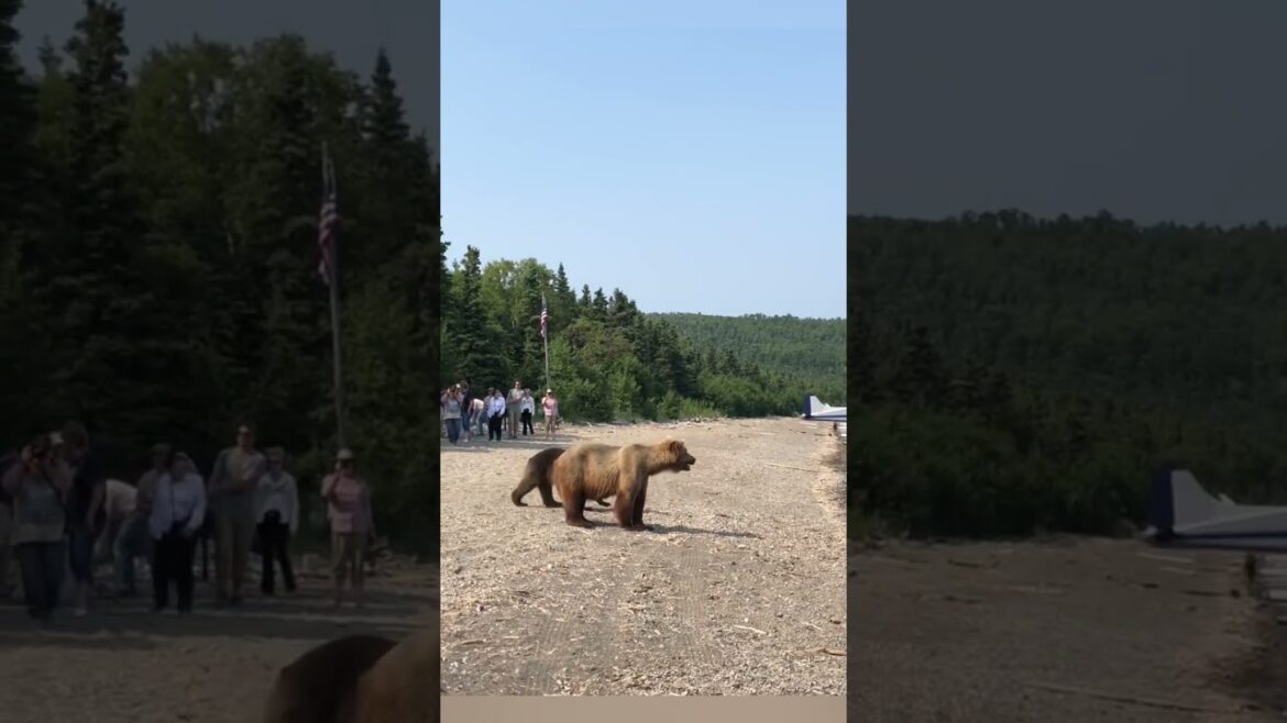 Close Encounter with Mama Bear on Beach: Must Watch! Crowd scatters. #bearencounter #alaska
