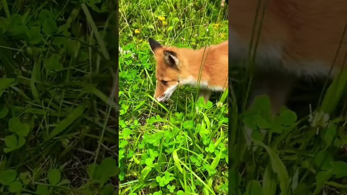 Vulpes vulpes schrencki, Hokkaido, Japan キタキツネ　red fox　рыжая лиса
