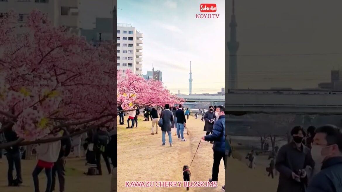 KAWAZU CHERRY BLOSSOM | SHORTS @NOYJITV