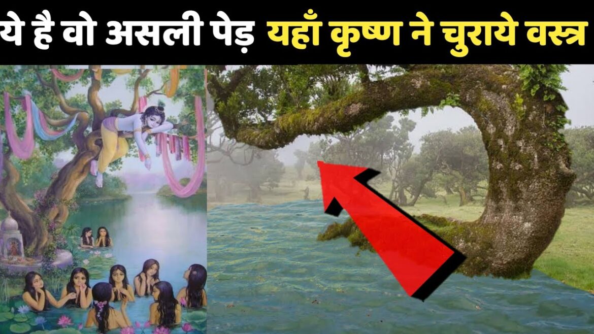 अब ऐसा दीखता है श्री कृष्ण का 5000 साल पुराना कदम का पेड़ | Indian Desi Traveller