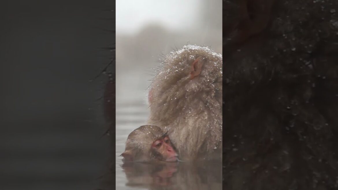 🇯🇵Top 10 amazing places to visit in Japan #Short #japan #top10placesjapan 🇯🇵Top 10 amazing places to visit in Japan #Short #japan #top10placesjapan