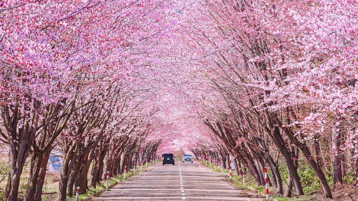 [4K] 津軽富士(岩木山)の春 世界一の桜並木 / パワースポット 岩木山神社 - Mount Iwaki in Spring - (shot on BMPCC6K)
