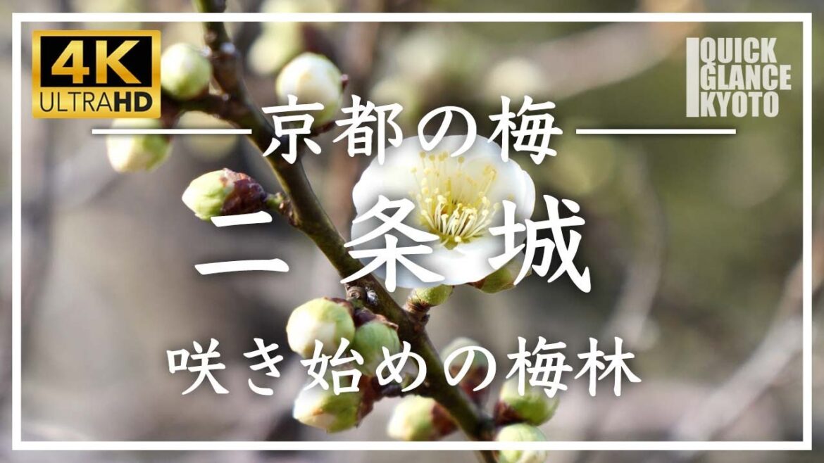 2023 梅ほころぶ京都 〜二条城 梅林 〜「咲き始め」の梅林。ほころび始めた梅が、少しずつ春が近づいていることを感じさせてくれます。[No.270]