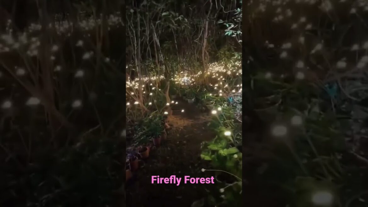 🌴🪱🐛Firefly Forest l Firefly Forest in Japan 🌴🪱🐛Firefly Forest l Firefly Forest in Japan