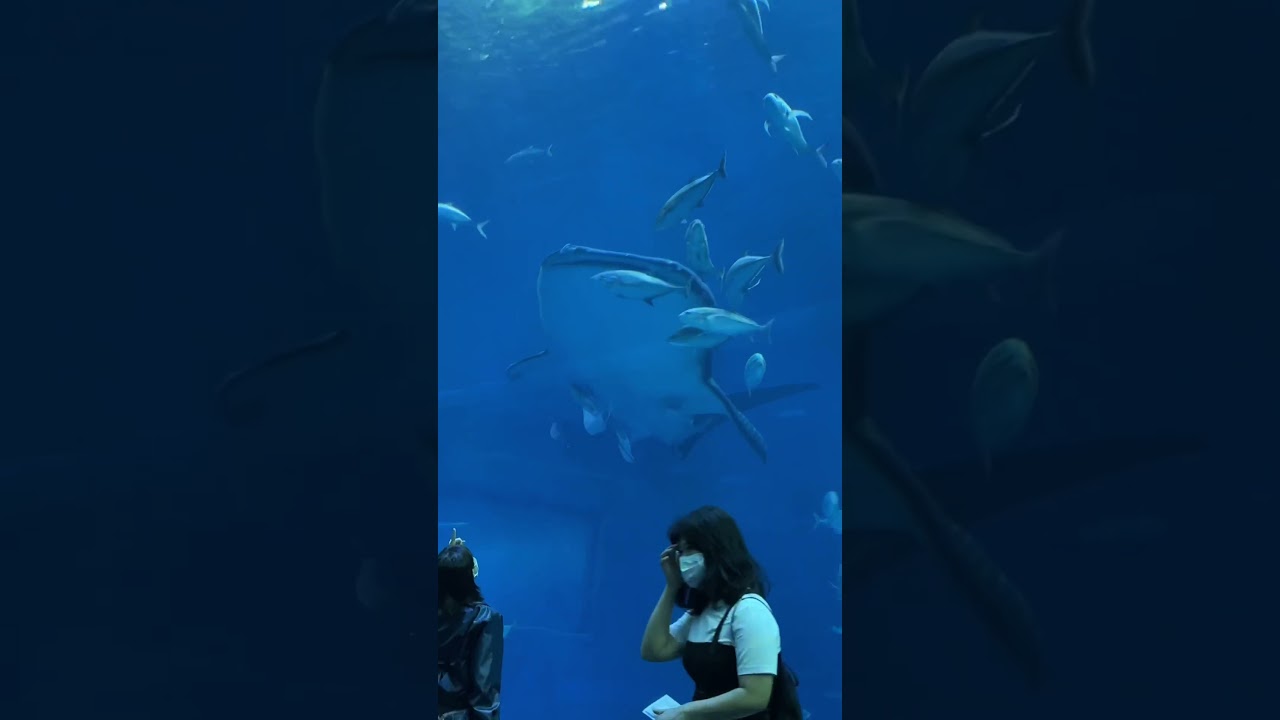 Okinawa Churaumi Aquarium Japan Alo Japan