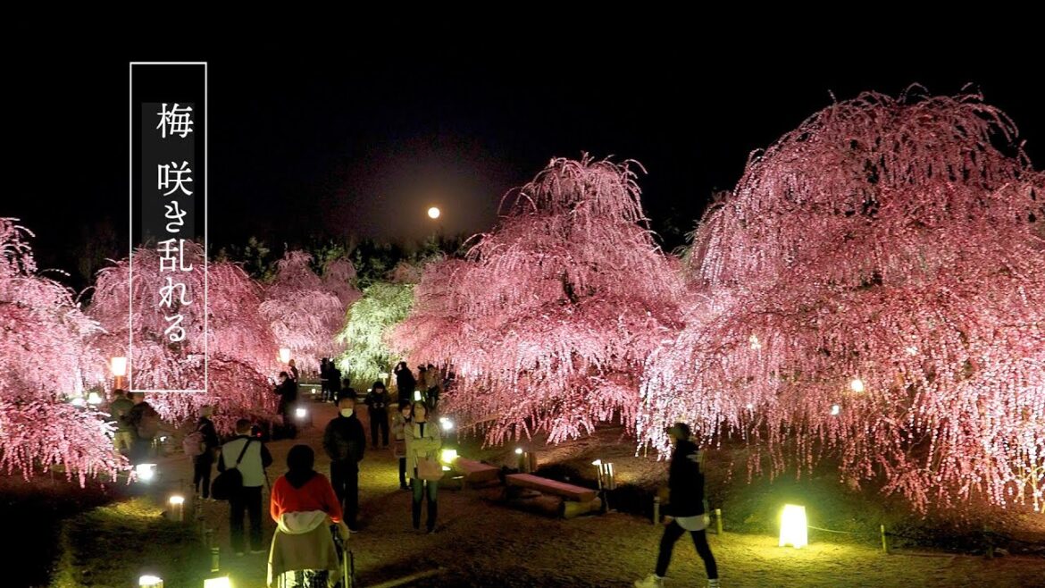 【 Plum blossoms】KYOTO and MIE,Plum blooming to signal the coming of Spring.京都、三重で梅が咲き乱れる。 【 Plum blossoms】KYOTO and MIE,Plum blooming to signal the coming of Spring.京都、三重で梅が咲き乱れる。