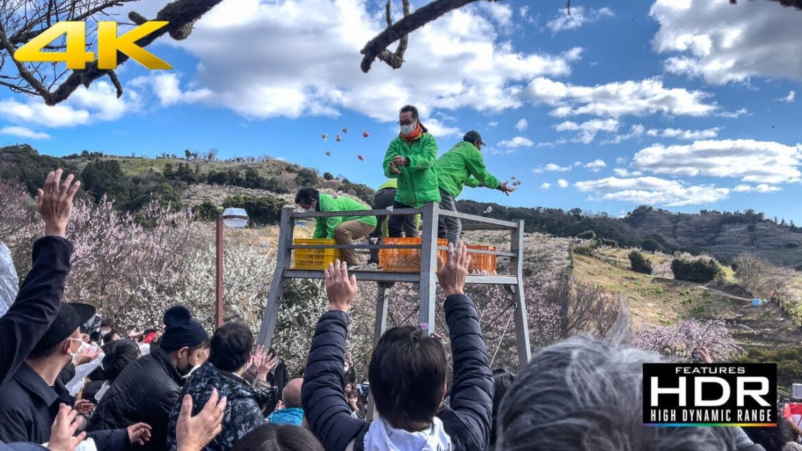 🍡🌸  MOCHI THROWING During Ume (Plum) Festival In Wakayama