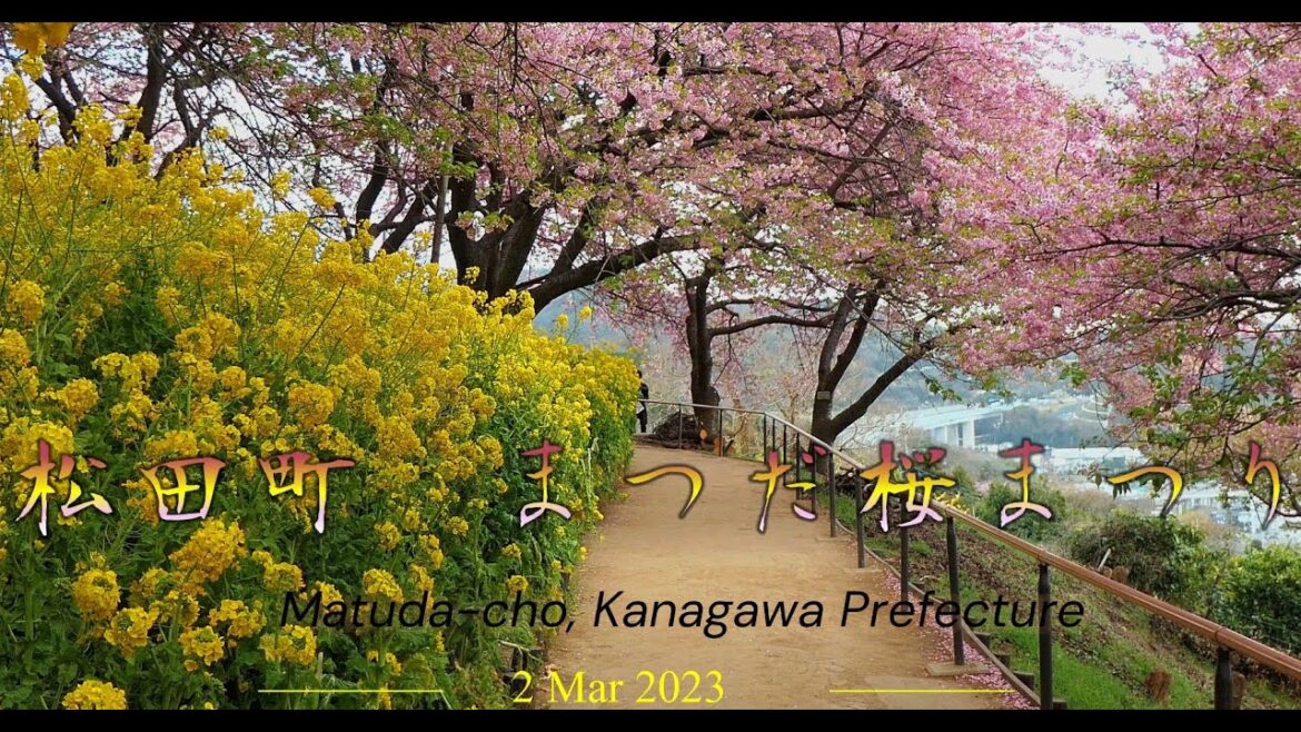 菜の花と河津桜のコラボレーション「まつだ桜まつり」４K撮影　the collaboration between rapeseed flowers and Kawazu cherry blossoms