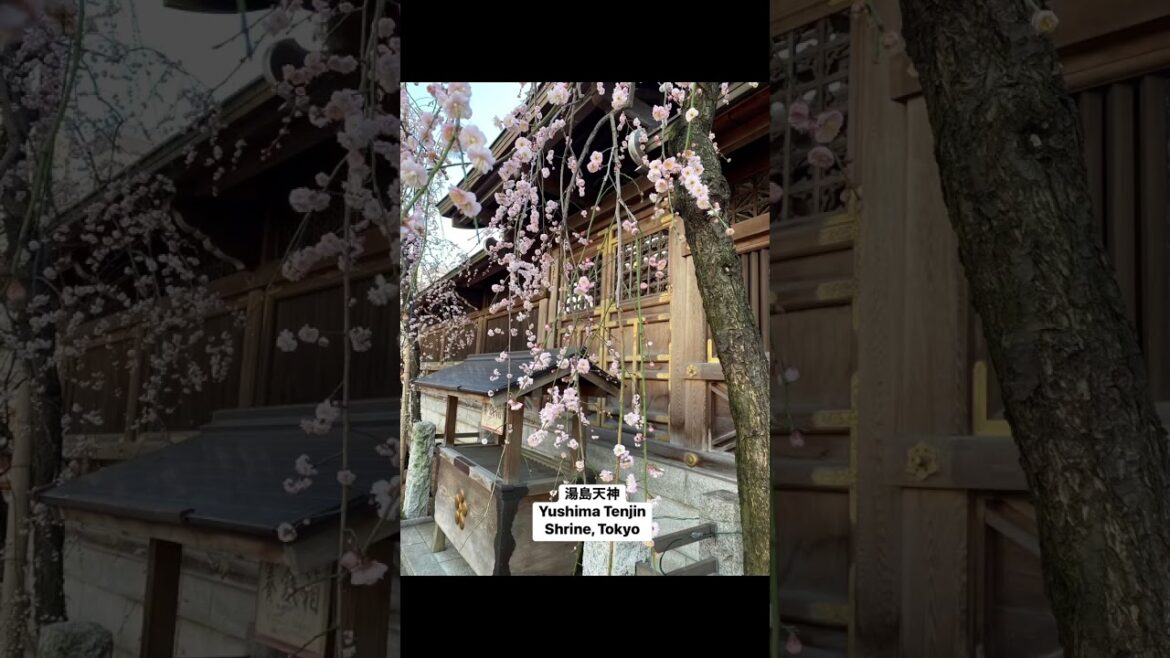Plum Festival at Yushima Tenjin Shrine, Tokyo #shorts