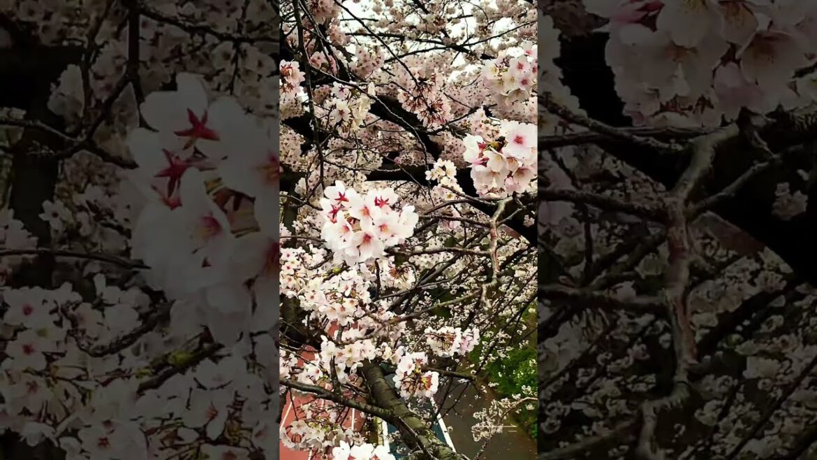 Tokyo & Sakura 🇯🇵 🌸 #japan #travel #sakura