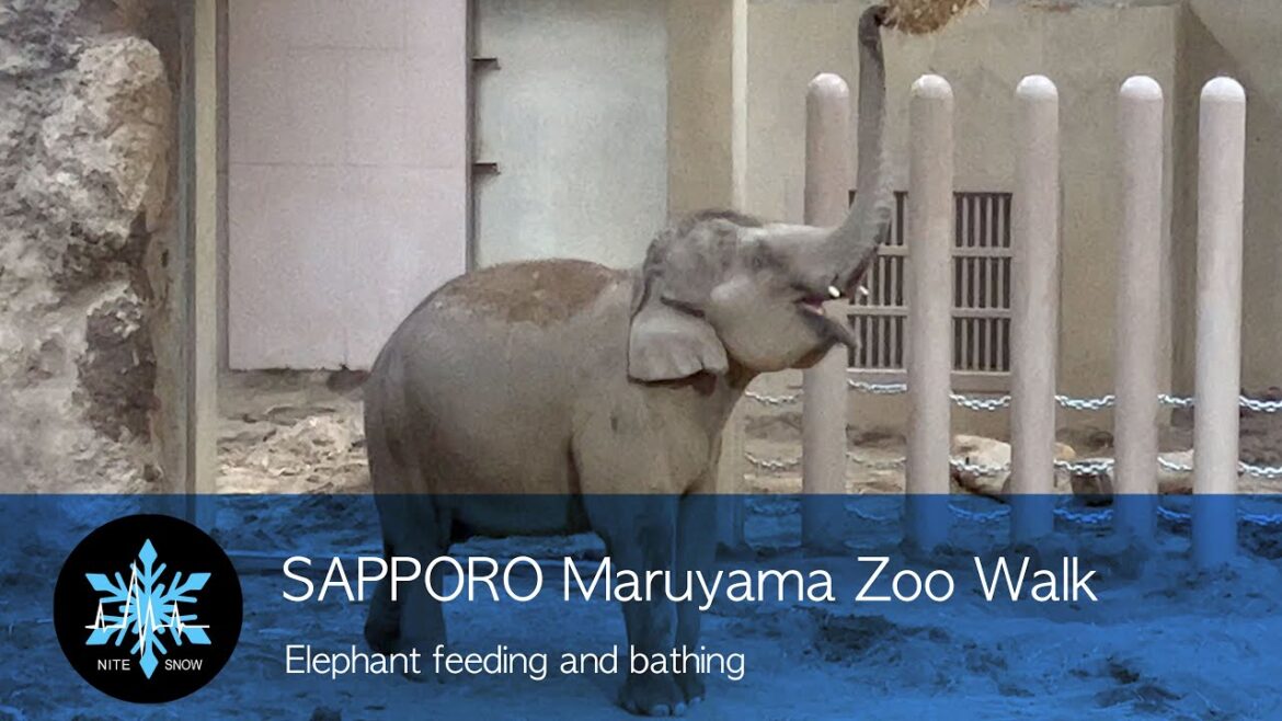 札幌 円山動物園 ゾウ 仔象のニャイン 餌やりと水浴び｜札幌 観光| 北海道おすすめ絶景/観光スポット｜北海道ライブカメラ