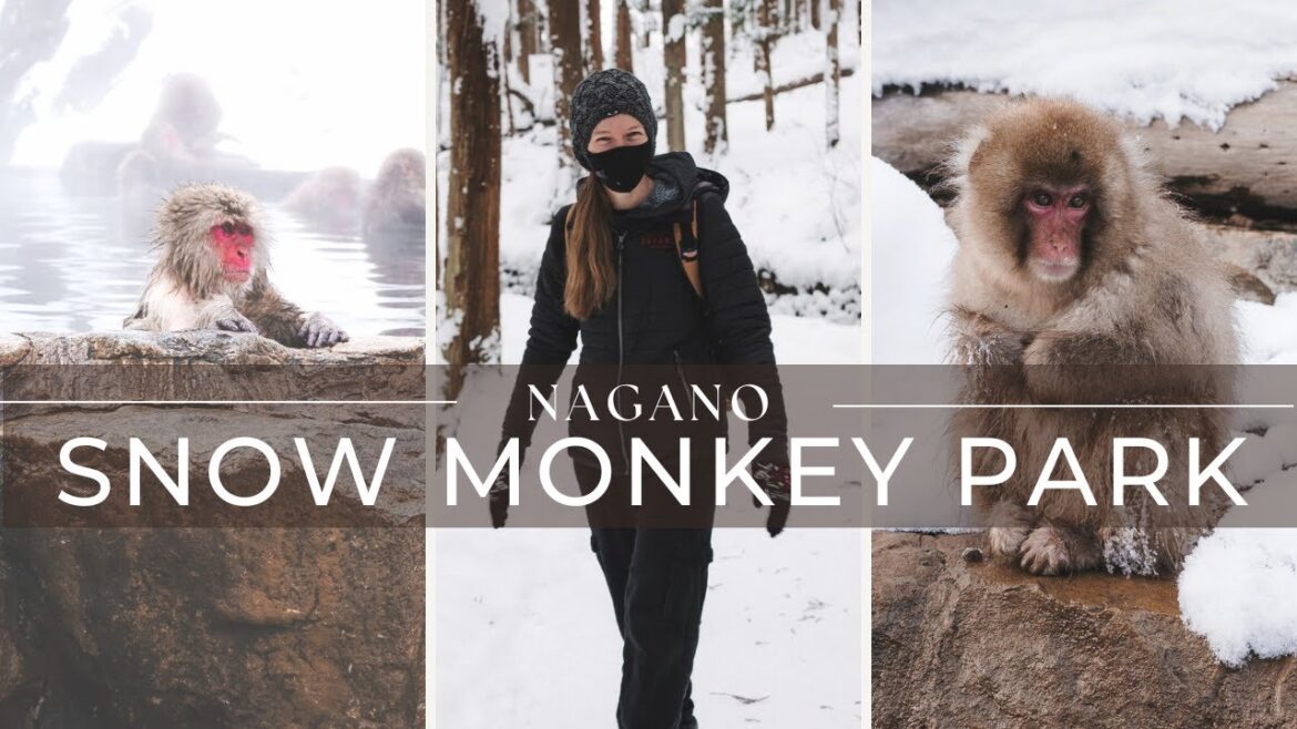 Seeing the Snow Monkeys in the Hot Springs! | Nagano, Japan |