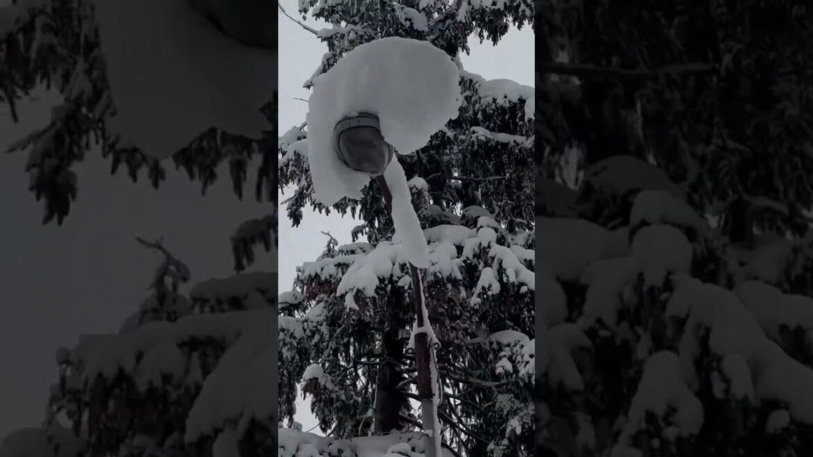 #北海道 #札幌 #vlog #旅行 #居酒屋 #尼克斯海洋公園 #金森倉庫 #小丑漢堡 #函館夜景 #五稜郭公園 #大沼公園#洞爺湖展望台#熊牧場 #洞爺湖燈節祭 #名水公園 #小樽運河 #狸小路