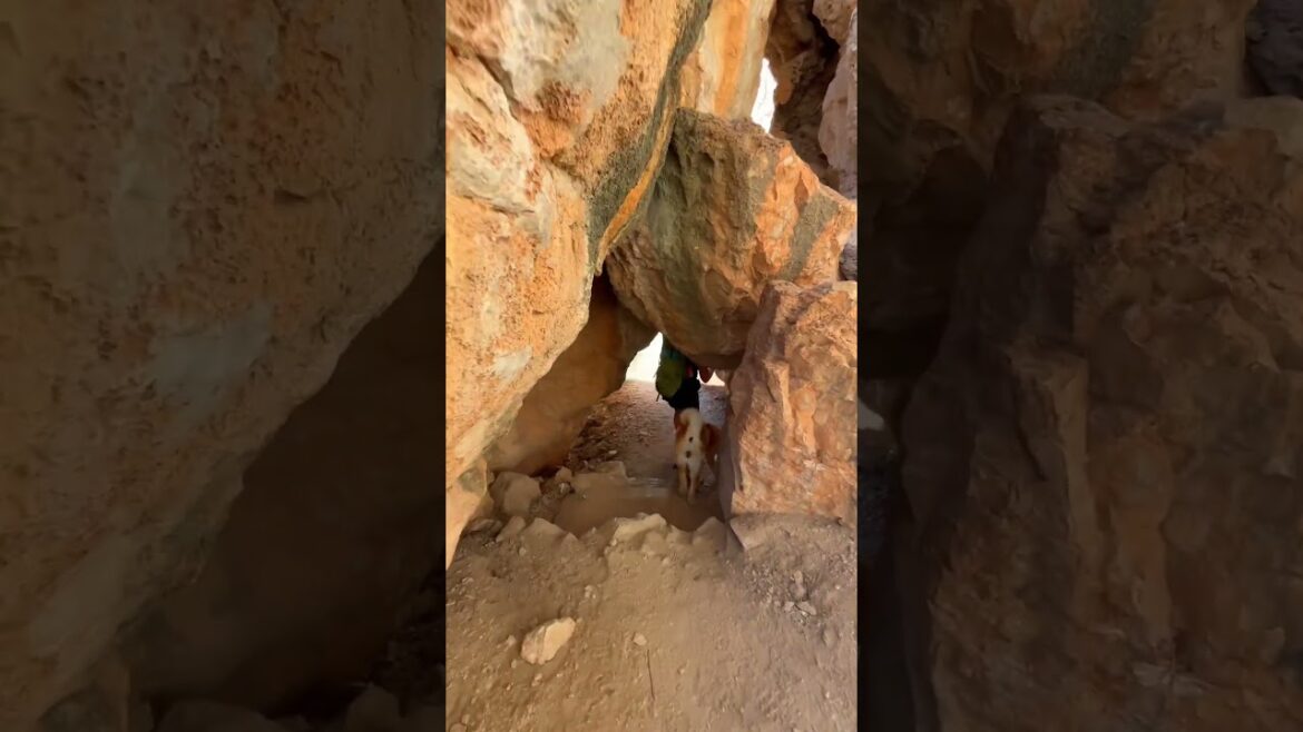 Cliffs route with dog short – Akita travel Cliffs route with dog short - Akita travel