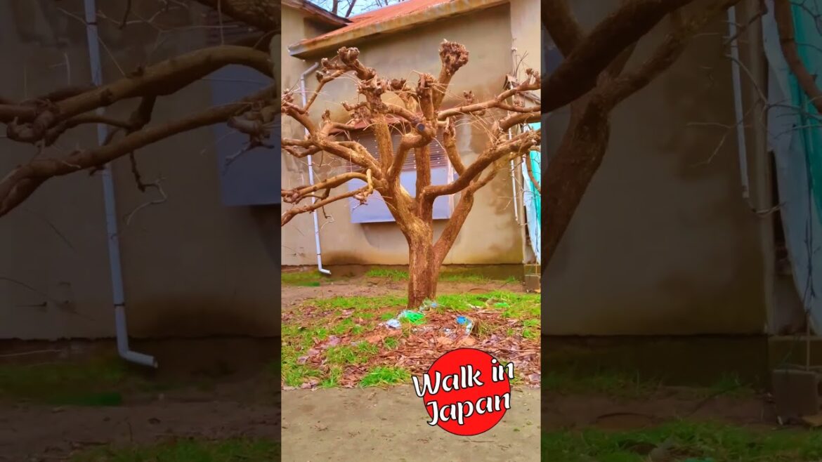 Scraggly Tree #japan #shortsvideo #shorts