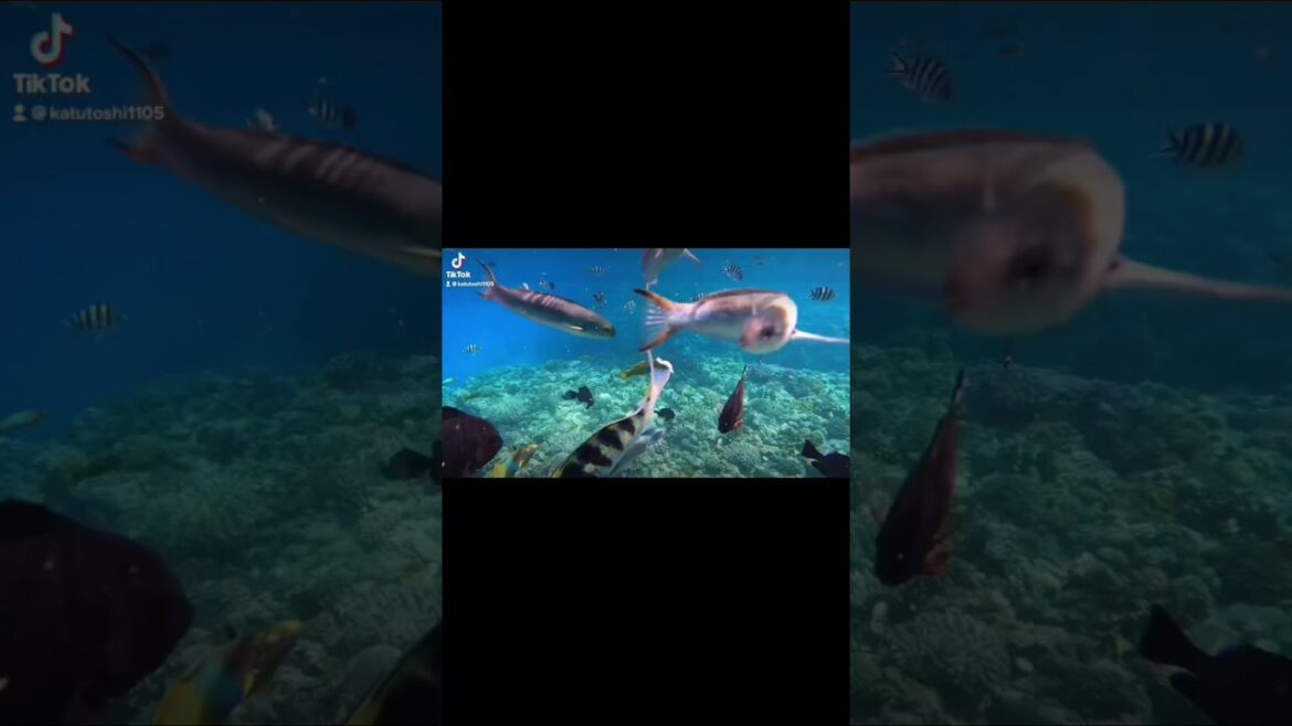 Okinawa trip 水納島 無加工でこの綺麗さ❗️ シュノーケリング 魚凄くて 海の中綺麗 #shorts #沖縄 #沖縄旅行 #水納島 #rikokatu #rady