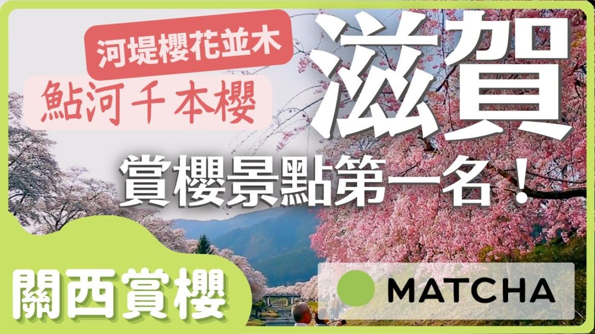 【關西賞櫻】滋賀人氣櫻花絕景！夢幻河堤「鮎河千本櫻」｜MATCHA帶路玩日本