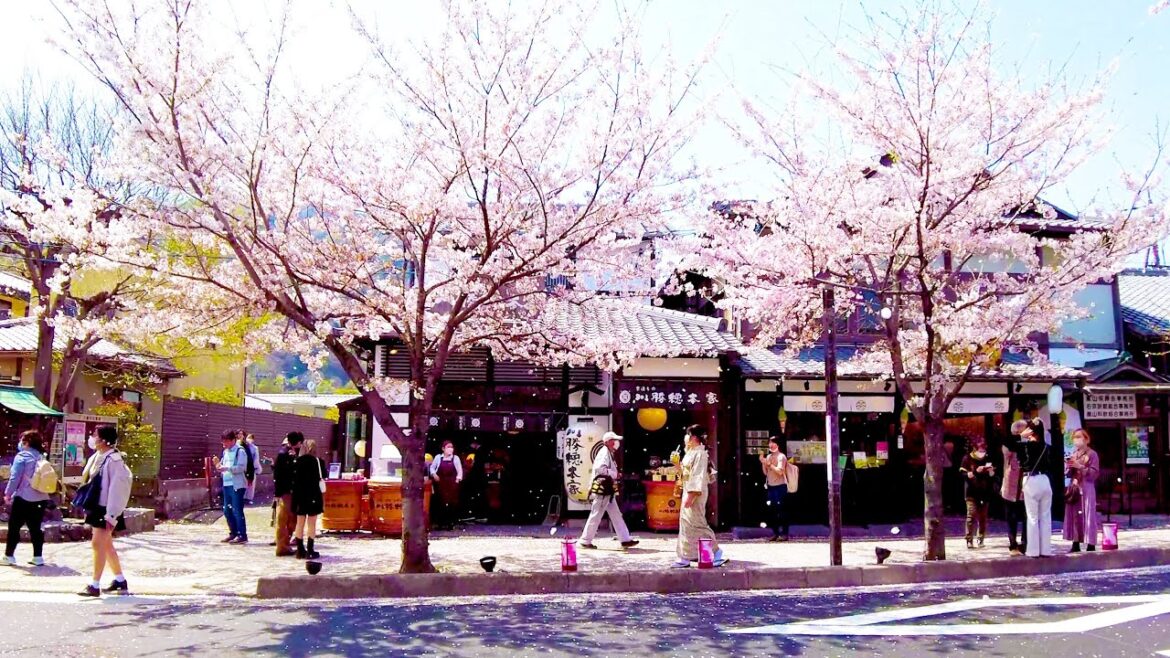 Arashiyama in Kyoto is popular for girls' trips ♪♪ 💖 4K ASMR Nonstop 1 hour 03 minutes