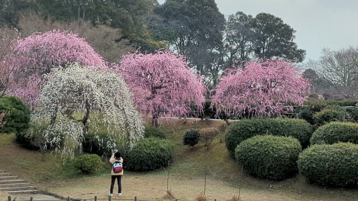 Weeping plum blossoms in full bloom, walking tour, Fukuoka, Japan #農事センター #福岡 #北九州 #散歩