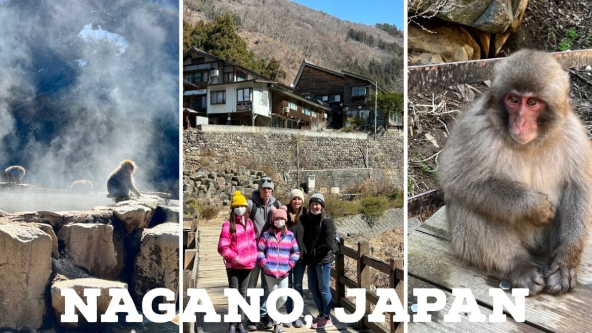 We saw the snow monkeys in Nagano Japan! 長野県のスノーモンキー We saw the snow monkeys in Nagano Japan! 長野県のスノーモンキー