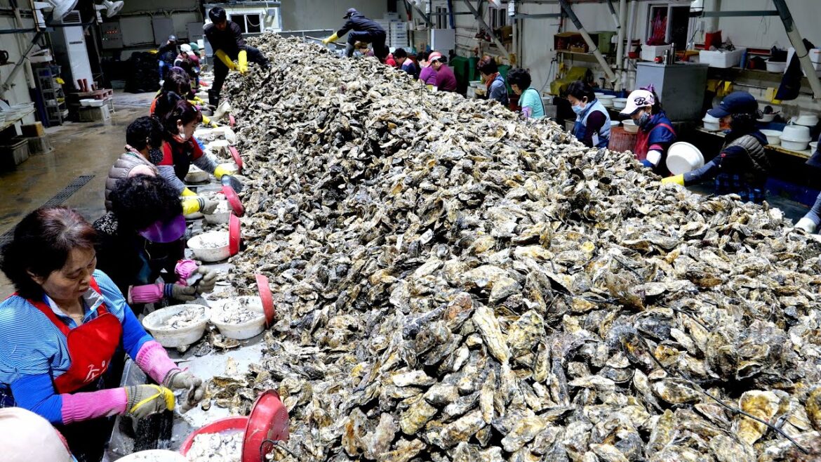 하루에 40톤! 직원만 39명! 한국 최대 굴 양식장 / 굴전, 굴라면, 굴튀김, 생굴 / Biggest Oyster Farm in Korea | Korean street food 하루에 40톤! 직원만 39명! 한국 최대 굴 양식장 / 굴전, 굴라면, 굴튀김, 생굴 / Biggest Oyster Farm in Korea | Korean street food