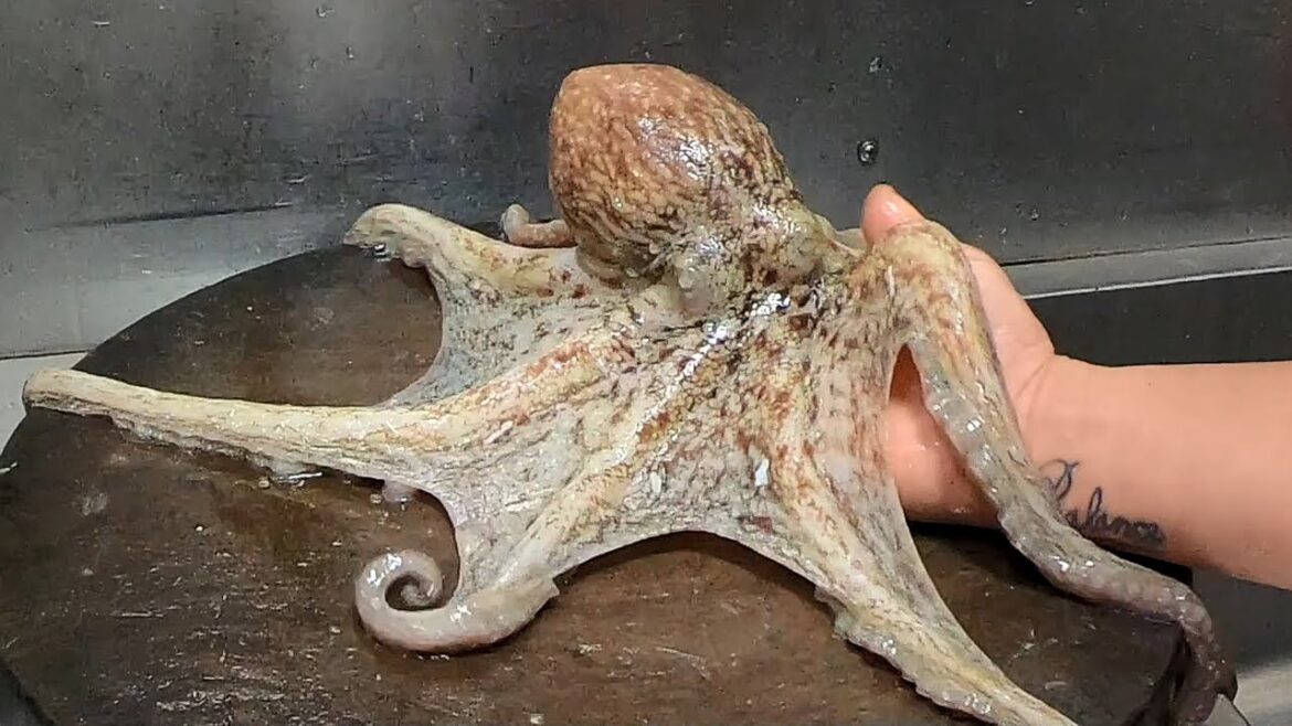 Live Octopus Cooking - Taiwanese street food