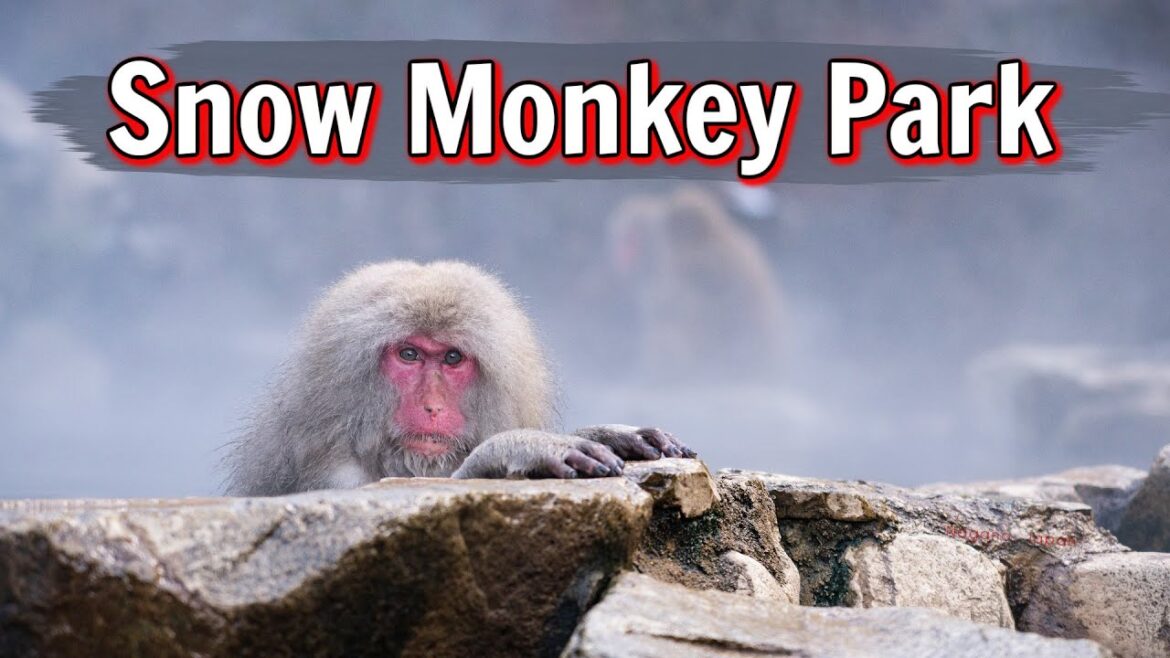 this onsen is ONLY for Snow Monkeys 🐒