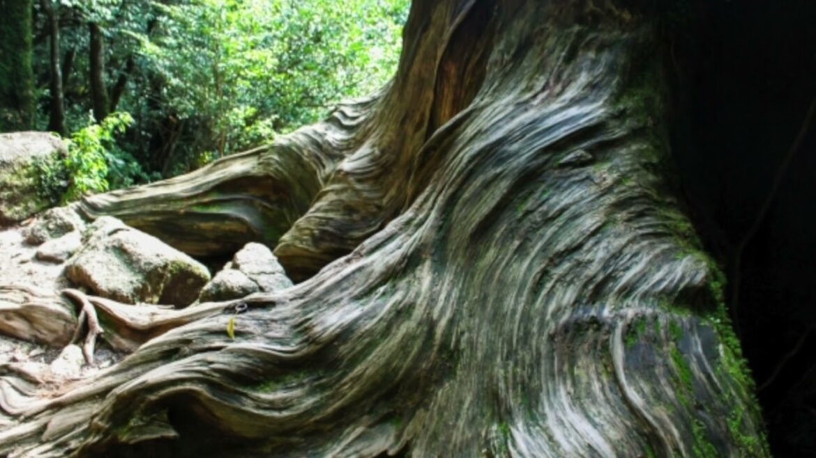 Yakushima Island #Shorts