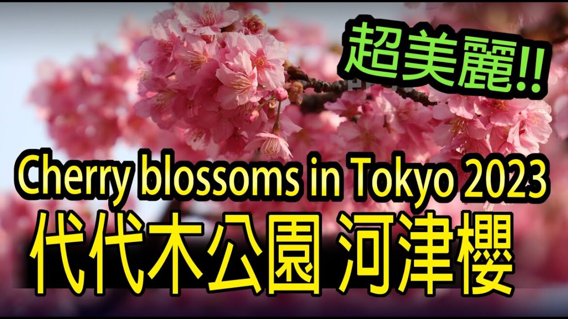 【2023 河津櫻】#014  代代木公園 河津櫻 ,代々木公園 河津桜 ,Cherry blossoms at yoyogi park in Tokyo。