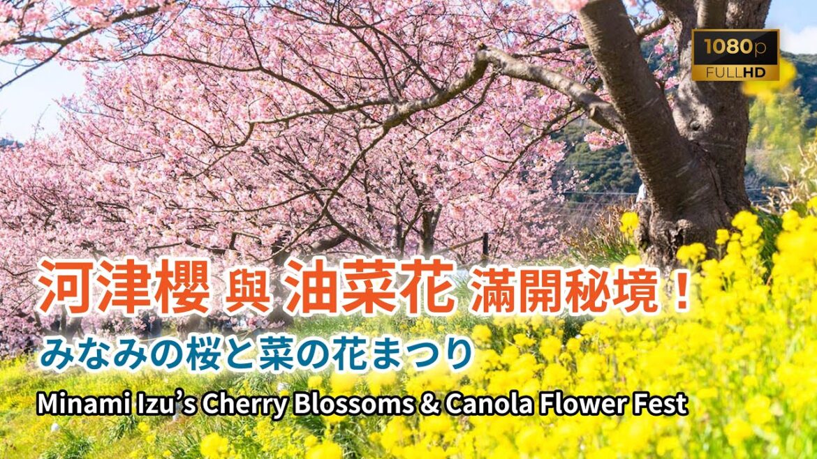 ［河津櫻滿開秘境！］隱藏版旅遊勝地「南櫻與油菜花祭」@日本南伊豆町青野川/下賀茂溫泉及一泊二食溫泉旅館住宿體驗（MINAMI IZU'S CHERRY BLOSSOMS & CANOLA FEST）