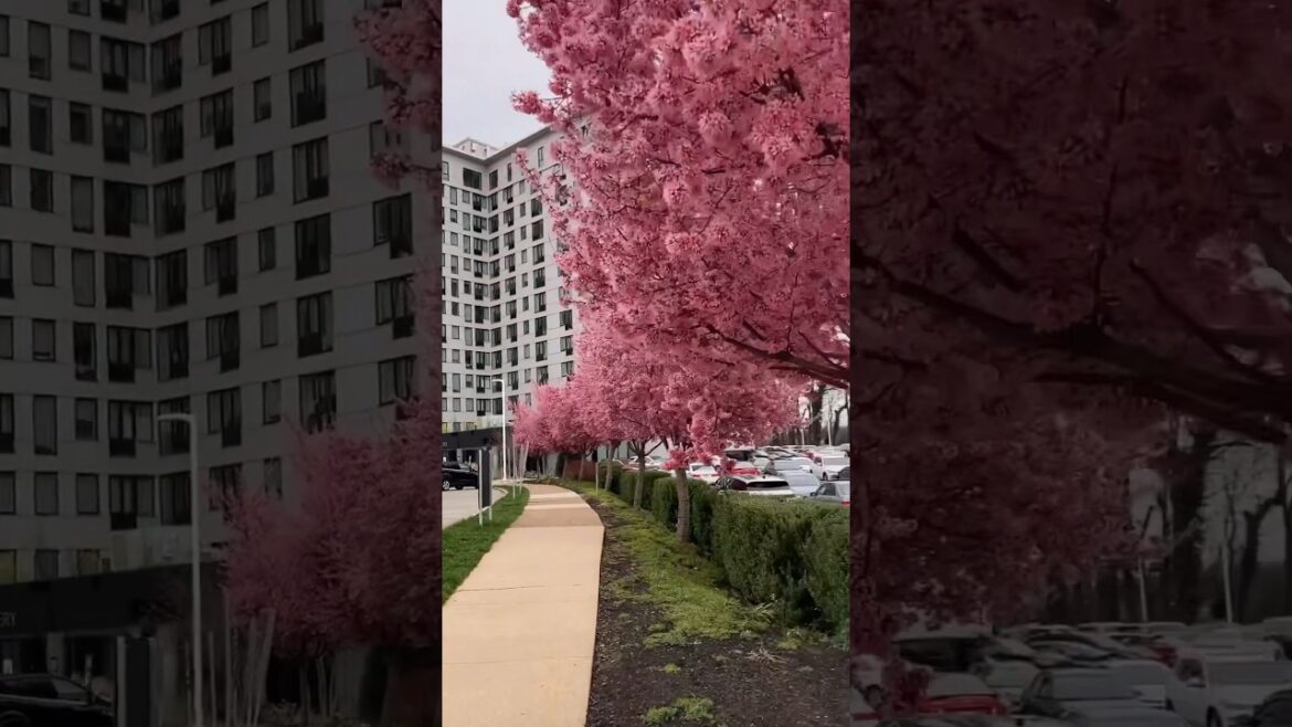 Spring Forward 🌸 #shorts Spring Forward 🌸 #shorts