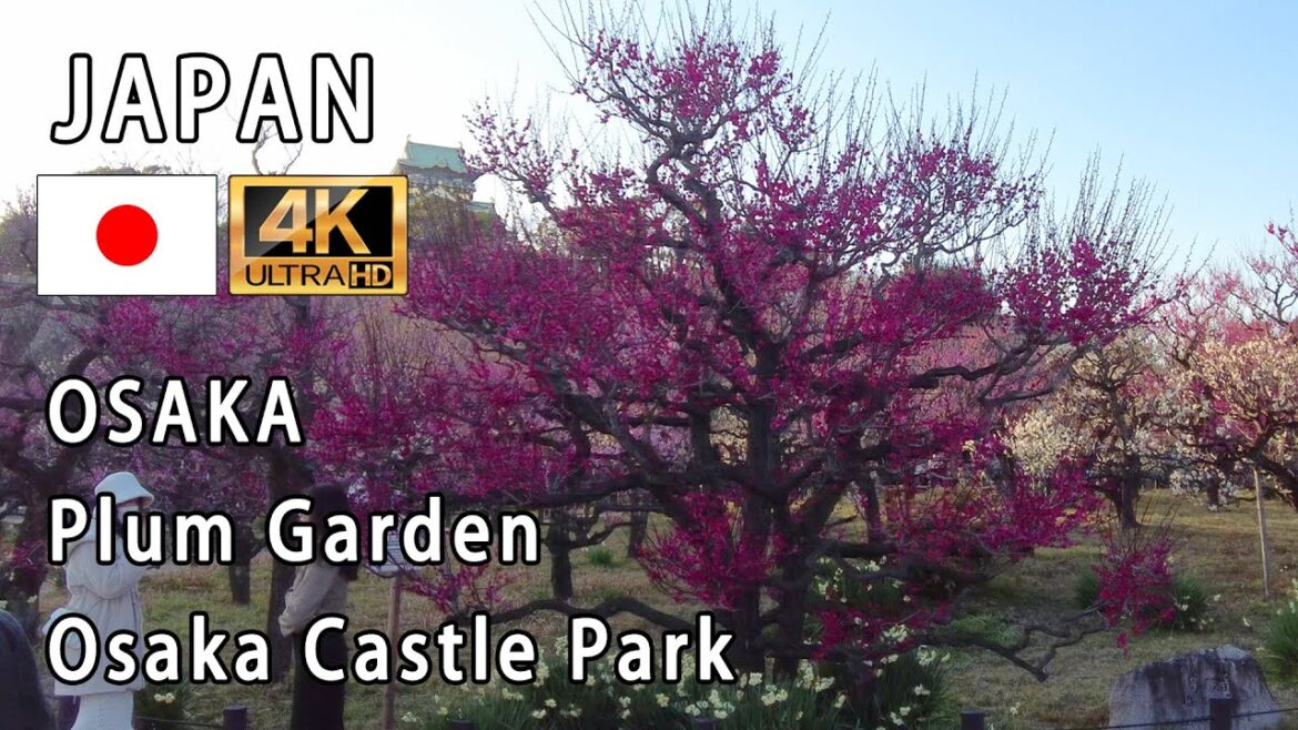 Japan Osaka (Plum Garden in Osaka Castle Park)