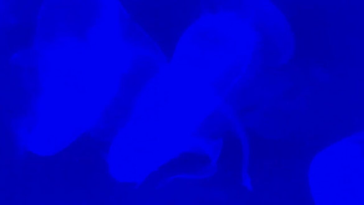 おたる水族館のミズクラゲ / Moon jellyfish in Otaru Aquarium.